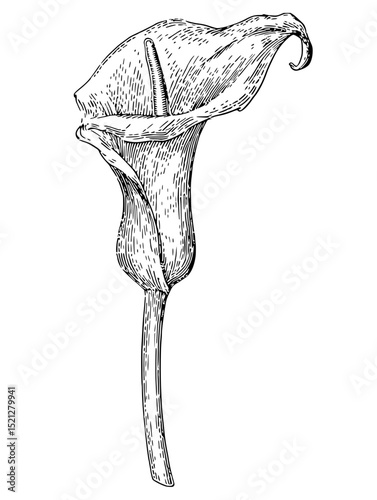 Intricate linocut vector illustration of a single calla lily.  Monochromatic design, perfect for botanical prints, invitations, or home decor. Clean lines and detailed texture.