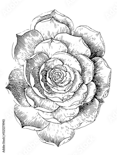 Intricate black and white linocut vector illustration of a succulent.  Layered petals create a spiral rose effect, perfect for botanical prints or tattoos.