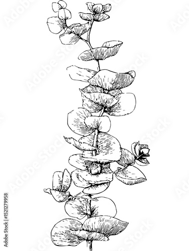 Intricate line art vector illustration of eucalyptus branch.  Perfect for botanical prints, invitations, or branding. Isolated on white background.