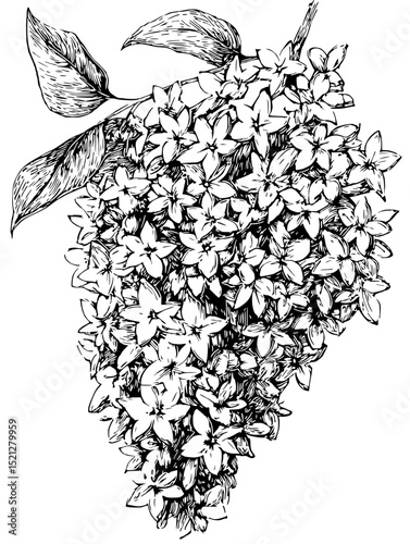 Intricate black and white linocut vector illustration of a dense lilac cluster. Perfect for botanical prints, greeting cards, or elegant design projects.  High-contrast, detailed artwork.