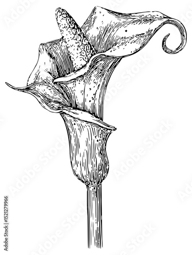 Intricate linocut vector illustration of a single calla lily.  Monochromatic black and white, perfect for botanical prints or elegant designs. Isolated, high-resolution.