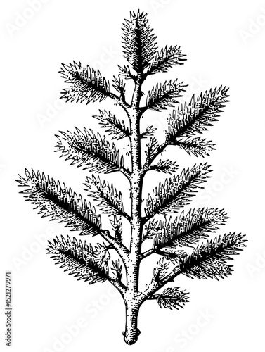 Intricate linocut vector illustration of a fir tree twig. Perfect for winter-themed designs, botanical illustrations, or vintage-style projects. High-resolution, black and white.