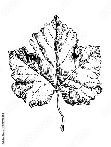Detailed black and white linocut of a grape leaf.  Perfect for wine labels, botanical prints, or autumnal designs.  High-resolution, isolated image.