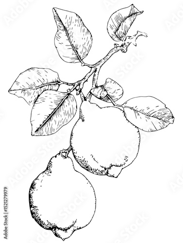 Hand-drawn quince branch with detailed leaves and fruit.  Perfect for culinary, botanical, or design projects.  High-contrast ink illustration.