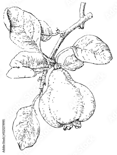 Detailed linocut vector illustration of a quince fruit on a branch with leaves.  Perfect for culinary, botanical, or vintage designs.