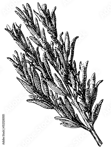 Elegant black and white linocut vector illustration of a rosemary sprig. Perfect for culinary, herbal, or botanical designs.  High-resolution, isolated.