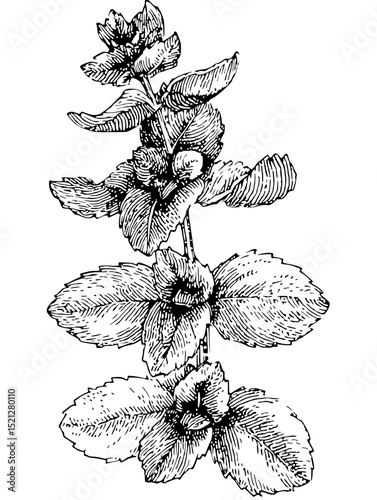 Intricate black and white linocut vector illustration of a mint sprig.  Perfect for culinary, herbal, or botanical designs. Ideal for packaging, cards, or websites.