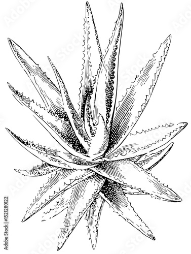 Intricate linocut vector illustration of an aloe vera plant.  Black and white design, perfect for botanical prints, health & beauty, or home decor.