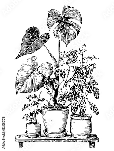 Stylish black and white vector illustration of houseplants in pots on a wooden shelf. Perfect for home decor, botanical prints, or plant-themed designs.  Clean lines, minimalist style.