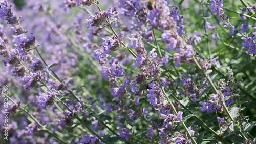 Exploring the vibrant beauty of blooming lavender fields in spring