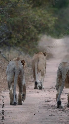vertical video, Early morning lions on the move