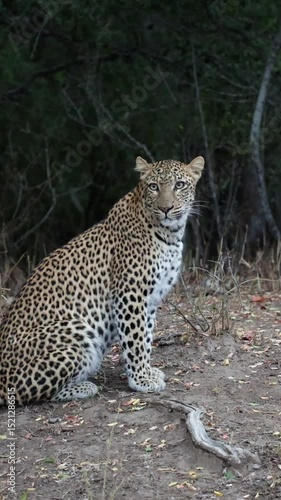 Vertical video, Early morning leopard sitting next to the road