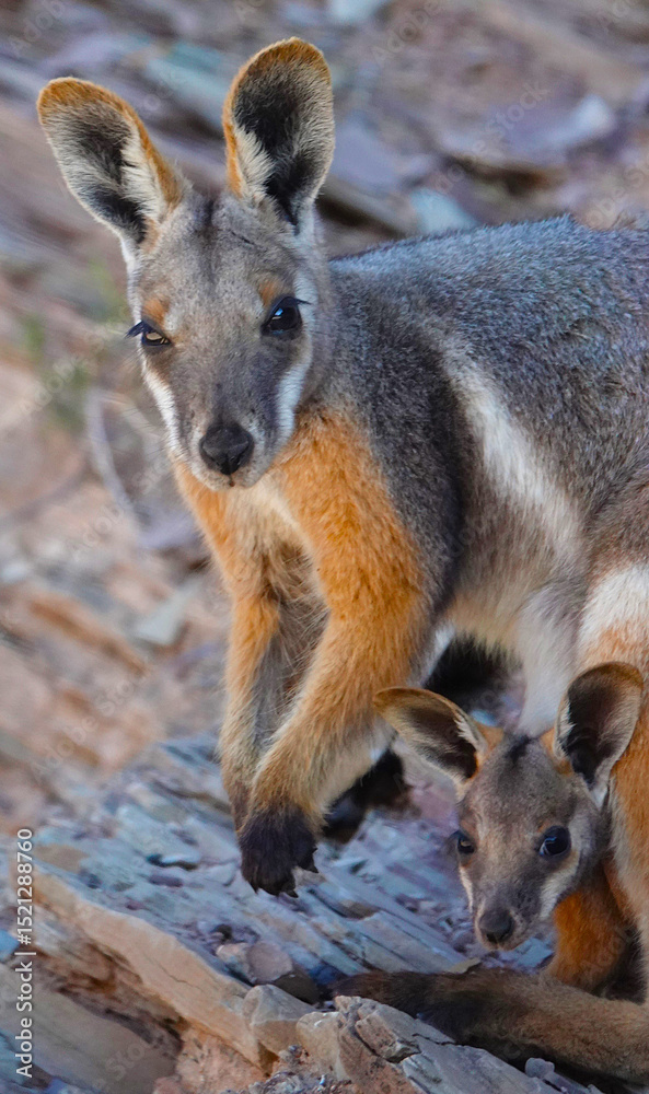 Yellow-footed Rock Wallaby Yellow-footed Rock Wallaby
