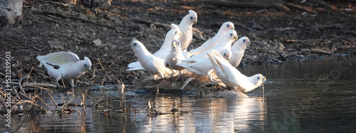 Little Corella gather at an outback waterhole