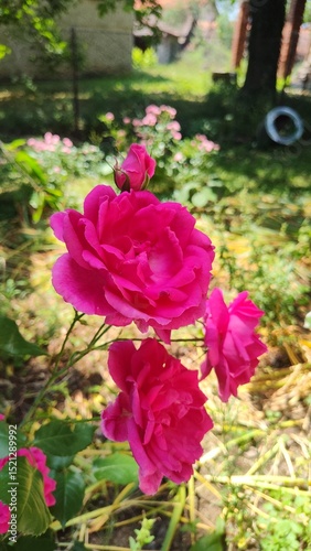 pink roses in a garden