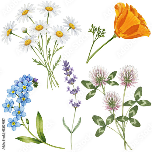 Delicate Watercolor Wildflower Illustration