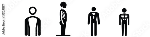 Human Anatomy: Skeletal, Muscular, and Body Representations Vector illustration Set