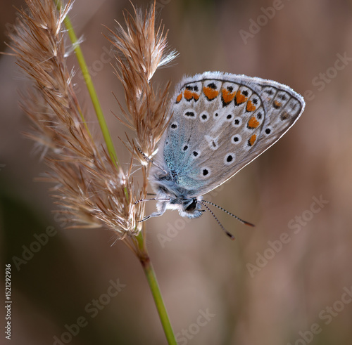 gossamer-winged butterfly Lycaenidae sitting on a plant, field