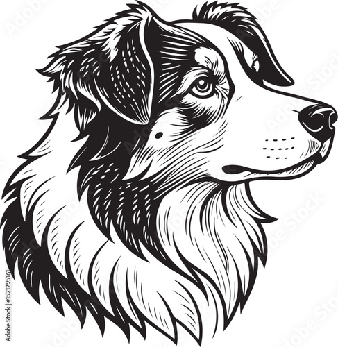 Australian Shepherd dog breed head Vector Illustration, Sketch Drawing Line Linear Symbol Icon Engraving Coloring Book, Hand-drawn Black and White Isolated