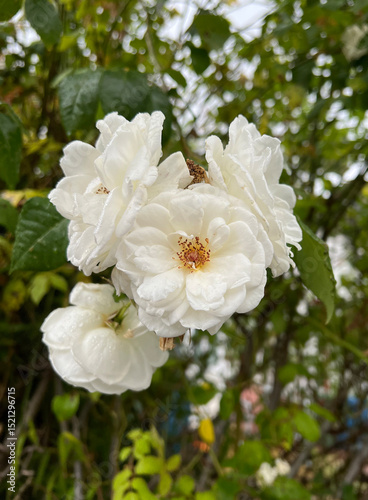 Canvas-taulu Wet White Musk Roses on Rainy Day with Water Droplets clinging to their soft pet