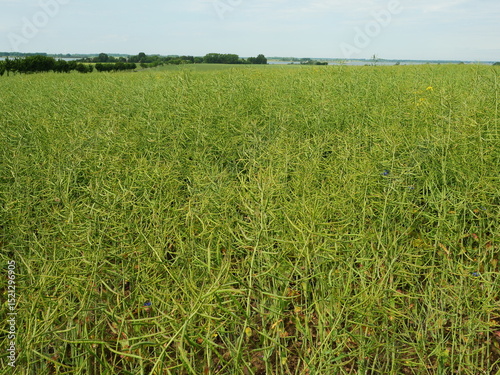 Rapeseed field - faded. Plants bearing young green pods. Unripe green rapeseed pods on a post-bloom field in summer. Copy space. Space for texts an designs. photo