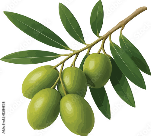 olive branch with olives