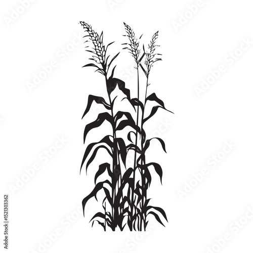 Corn cob clipart design illustration, Black and white corn plant growing in the field vector illustration