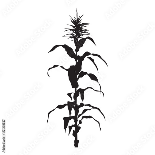 Corn cob clipart design illustration, Black and white corn plant growing in the field vector illustration