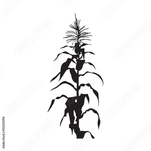 Corn cob clipart design illustration, Black and white corn plant growing in the field vector illustration
