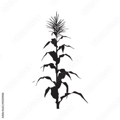 Corn cob clipart design illustration, Black and white corn plant growing in the field vector illustration