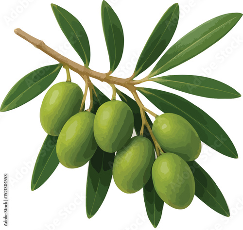 olive branch with olives