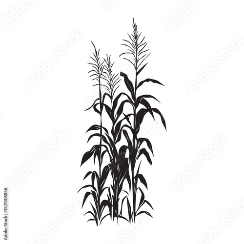 Corn cob clipart design illustration, Black and white corn plant growing in the field vector illustration