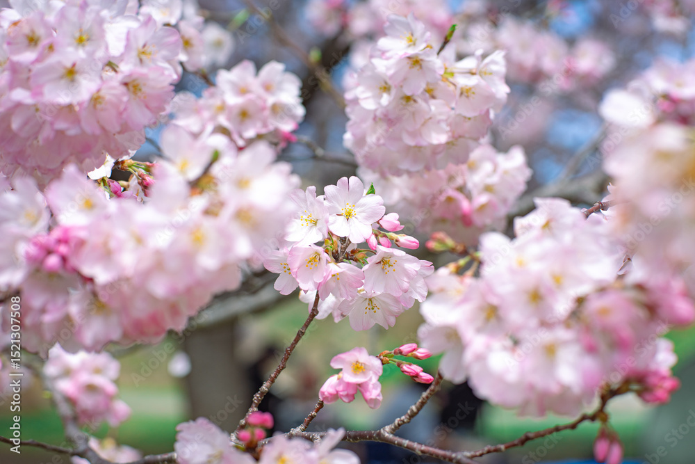 Obraz premium 神代曙