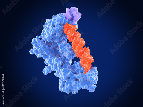 The dicer enzyme (blue) in complex with TRBP (violet) and precursor-microRNA (red). Dicer processes pre-microRNA to microRNA