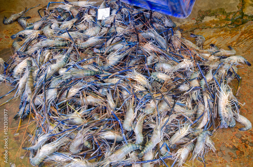 The abundance of prawns in the Bangladeshi market