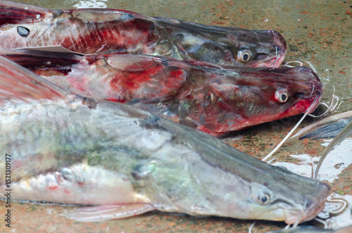 Mystus aor, a large catfish in the Bangladeshi market