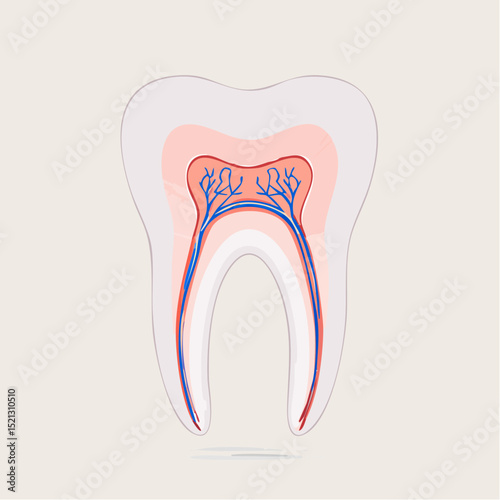 Detailed Anatomy of a Human Tooth Internal Structure and Components