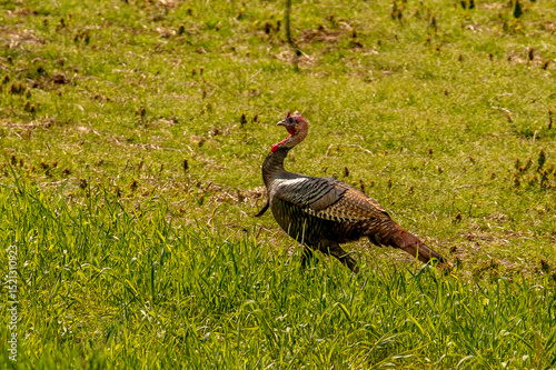 Wild Turkey tom struts across a field in the Delaware Water Gap National Recreation Area