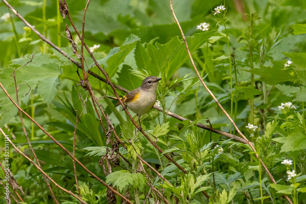 Obraz premium Female American Redstart perched on a plant stem along the Old Mine Road in the Delaware Water Gap National Recreation Area