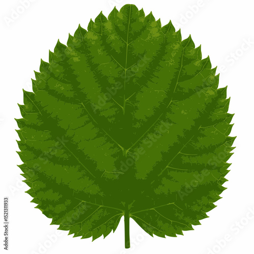 A perfectly round, vibrant green leaf with serrated edges and prominent veins, centered on a crisp white background.