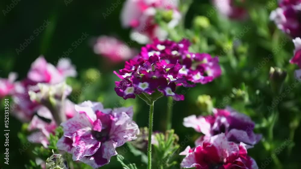 Brightly colored flowers bloom in a lush garden, showcasing varying hues of purple and white under warm sunlight in spring. Brightly colored flowers bloom in a lush garden, showcasing varying hues of purple and white under warm sunlight in spring.