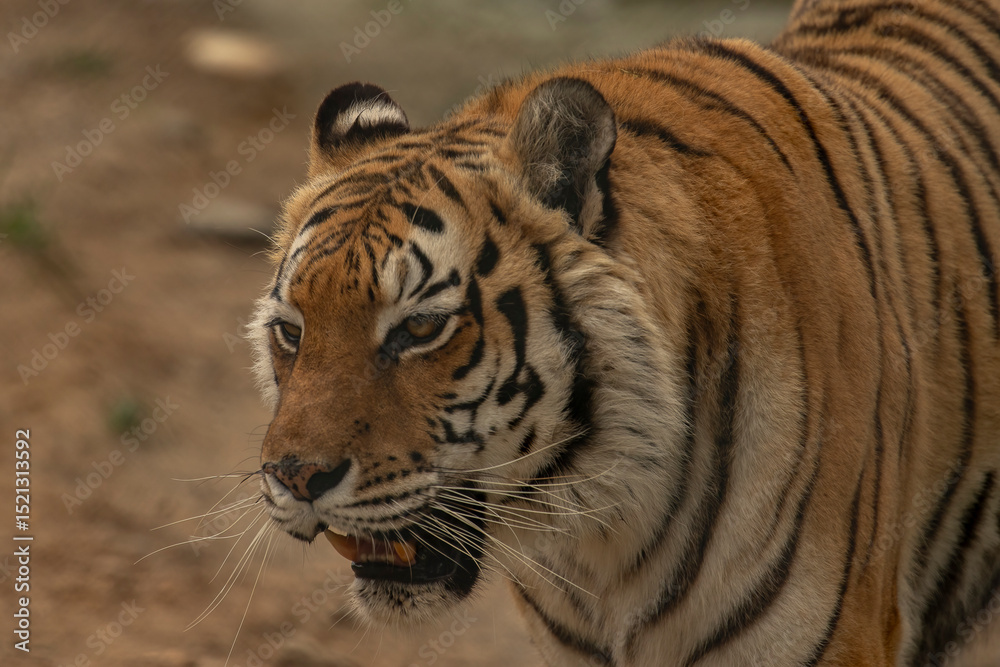 Fototapeta premium Bengal Tiger at Space Farms New Jersey