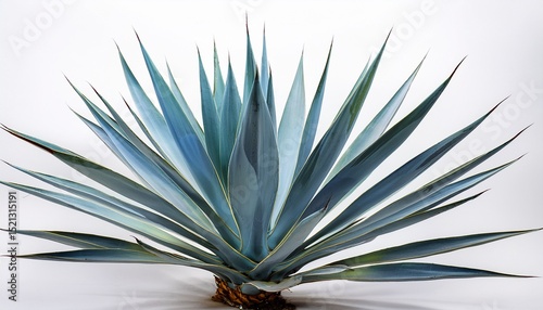 blue agave plant on white background