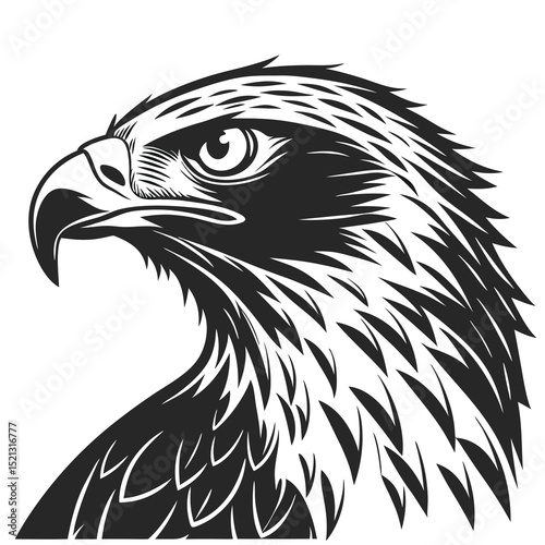 eagle vector illustration