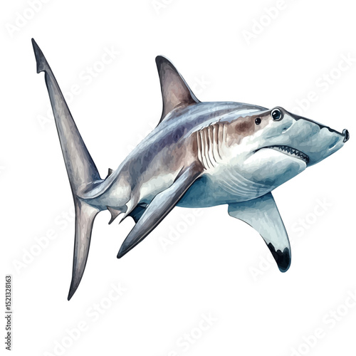 watercolor vector of Hammerhead Shark Close Up, high quality, isolated on a white background.