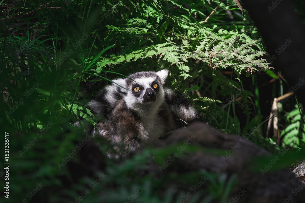 Fototapeta premium Ring Tailed Lemur hiding in some dark ferns