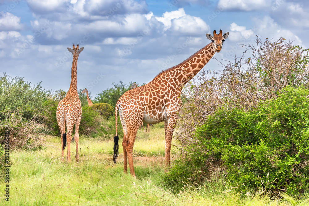 Obraz premium Giraffe in East Tsavo Park in Kenya.
