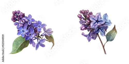 lilac flowers watercolor vector illustration