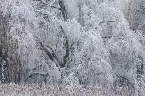 Winter landscape of iced weeping willow and marsh after a freezing rain event, Michigan, USA