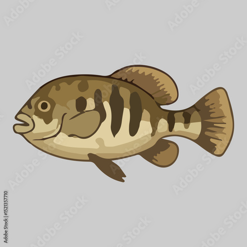 Striped Freshwater Fish Illustration